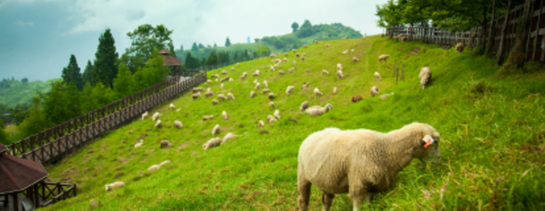 Präsenz von Grossraubtieren beeinflusst Land- und Alpwirtschaft